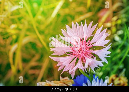 Die Atmosphäre eines Sommergartens, überflutet mit warmen Sonnenstrahlen. Blassrosa Kornblumenblüte Nahaufnahme vor dem Hintergrund von Grün. Stockfoto