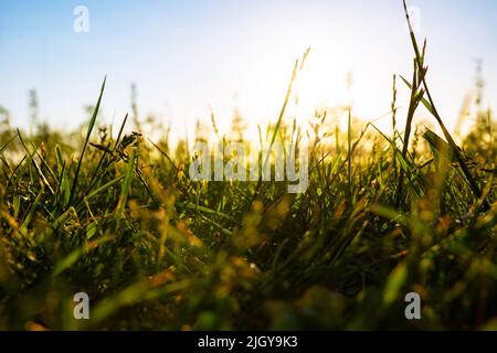 Blick auf Gräser oder Feldfrüchte vom Boden aus. Natur- oder Umgebungshintergrundfoto. Foto des Konzepts „Carbon net-zero“. Stockfoto