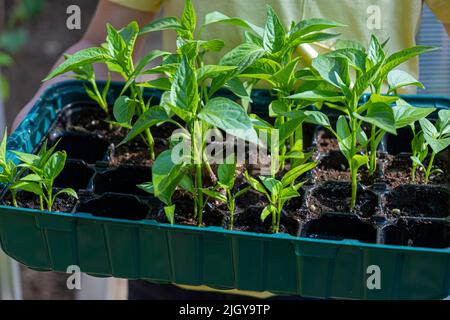 Box mit Setzlingen von Paprika in den Händen. Sämlinge im Gewächshaus. Anbau von Gemüse in Gewächshäusern. Stockfoto