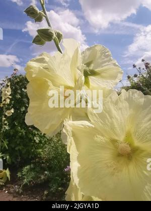 Weiche Creme oder hellgelbe Hollyhock gegen blau bewölkten Himmel Stockfoto