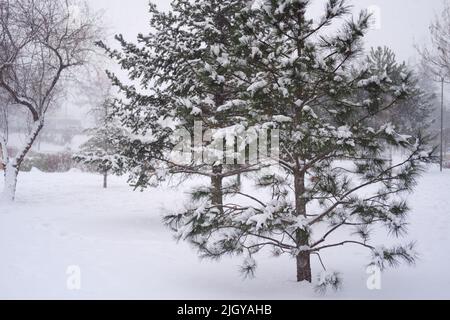 Pinien im Winter mit Schnee bedeckt Stockfoto