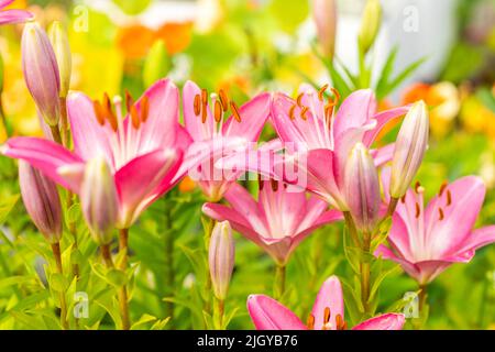 Schöne rosa Lilien, die im Garten blühen, pflegen die saisonalen Pflanzen Stockfoto