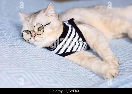 Eine müde britische Katze in einem gestreiften T-Shirt und einer Brille liegt auf einer blauen Strickdecke. Stockfoto