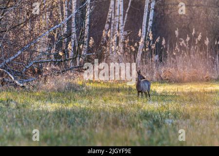 Ricke im Morgenlicht, vor Bäumen, beim äsen, Doe im Morgenlicht, vor Bäumen, weiden Stockfoto