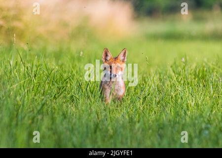 Junger Rotfuchs, neugierig in die Kamera schauend, junger Rotfuchs neugierig auf die Kamera schauend Stockfoto