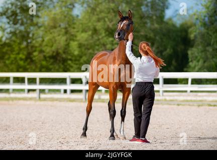 Handler zeigt sein feines arabisches Pferd. Reinrassige Pferde mit ihrem Handler. Junge rote Stute mit Trainer. Sommerlicht. Pferdesport Stockfoto