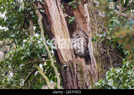 Waldkauz sitzt und ruht auf dem Baum Stockfoto