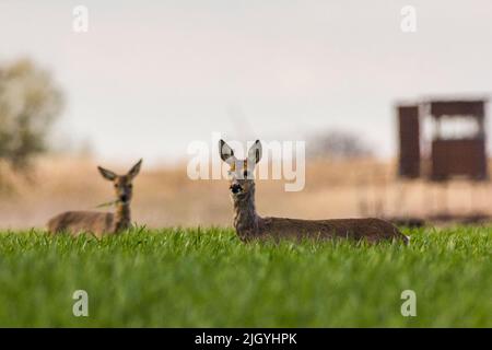 Zwei Hirsche auf einem sonnenbeschienenen Feld, die auf die Kamera schauten Stockfoto