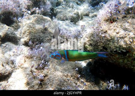 Grüner, männlicher, verzierter Lippfisch im Mittelmeer - Thalassoma pavo Stockfoto