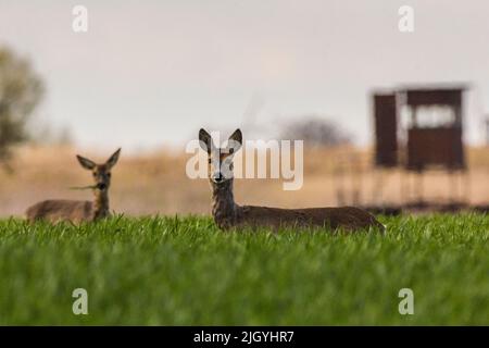 Zwei Hirsche auf einem sonnenbeschienenen Feld, die auf die Kamera schauten Stockfoto