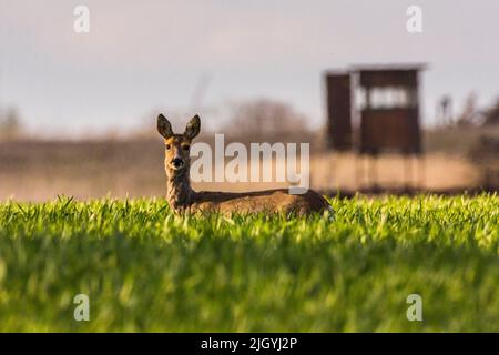 Zwei Hirsche auf einem sonnenbeschienenen Feld, die auf die Kamera schauten Stockfoto