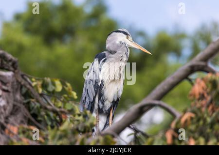Grauer Reiher auf einem Baum sitzend Stockfoto