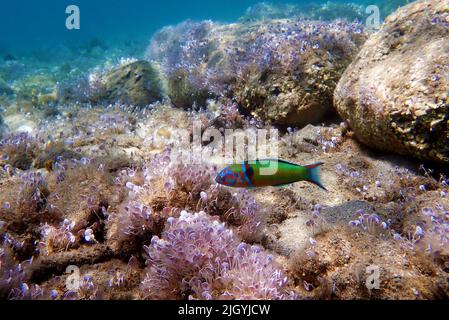 Grüner, männlicher, verzierter Lippfisch im Mittelmeer - Thalassoma pavo Stockfoto
