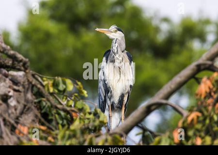 Grauer Reiher, der auf einem Ast sitzt Stockfoto