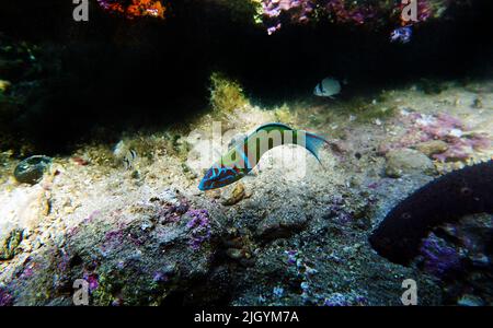 Grüner, männlicher, verzierter Lippfisch im Mittelmeer - Thalassoma pavo Stockfoto