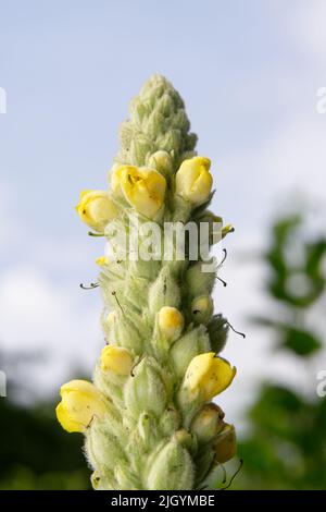 verbascum thapsus Nahaufnahme der Spitze einer großen Königskerze mit ersten gelben Blüten Stockfoto