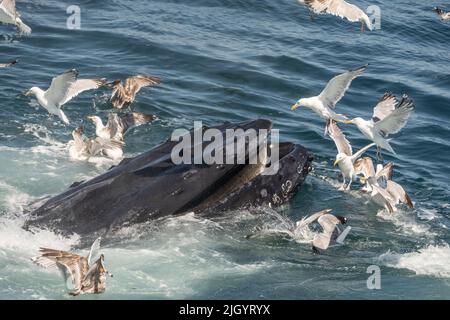 Nahaufnahme des Buckelwal-Bubble-net-Fischens vor der Küste von Cape Cod Stockfoto