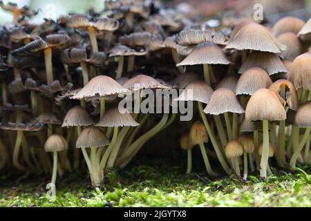 Gruppe oder kleine braune Pilze, die auf Moos wachsen Stockfoto