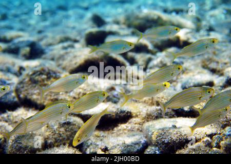 Salema porgy Meerwasser-Traumfisch, Unterwasseraufnahme im Mittelmeer - Sarpa salpa Stockfoto