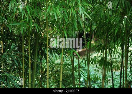 Bambuspflanzen im Kaiserlichen Garten, Tokio, Japan Stockfoto