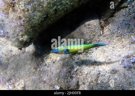 Grüner, männlicher, verzierter Lippfisch im Mittelmeer - Thalassoma pavo Stockfoto