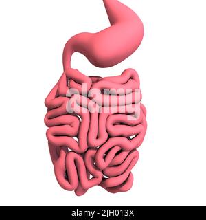 3D-Darstellung der Organe und des Dickdarms eines männlichen Körpers Stockfoto