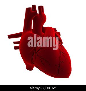 3D-Darstellung der Organe und des Herzens eines männlichen Körpers Stockfoto