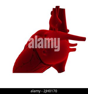 3D-Darstellung der Organe und des Herzens eines männlichen Körpers Stockfoto