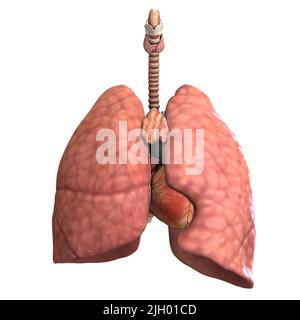 3D-Darstellung der Organe und des Herzens eines männlichen Körpers Stockfoto