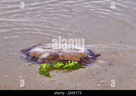 Die Mähne Qualle, Cyanea capillata, geht auch von riesigen Quallen, arktischen roten Quallen, oder die Haargelee. Er leitet seinen Namen von ihm ab Stockfoto