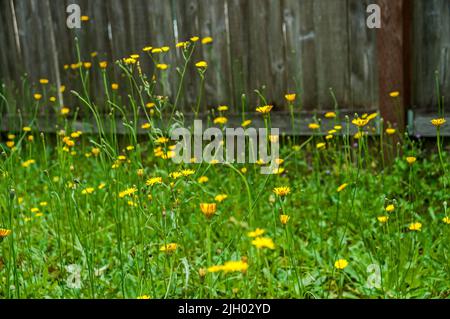 Dandelions in einem Hinterhof mit einem verwitterten Holzzaun im Hintergrund. Stockfoto