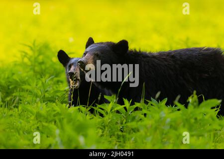 Ein flacher Fokus eines Louisiana Schwarzbären in einem grünen Feld Stockfoto