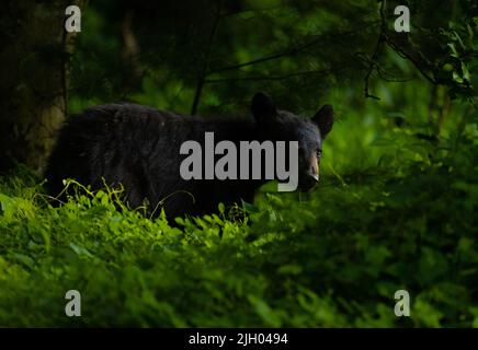 Ein flacher Fokus eines Schwarzbären aus Louisiana in einem grünen Feld Stockfoto