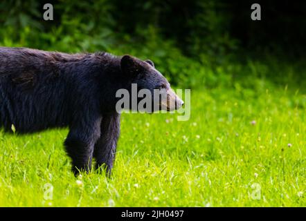 Ein flacher Fokus eines Schwarzbären aus Louisiana in einem grünen Feld Stockfoto