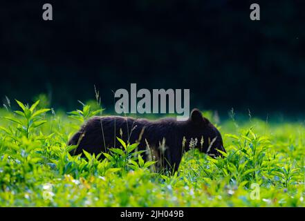 Ein flacher Fokus eines Schwarzbären aus Louisiana in einem grünen Feld Stockfoto