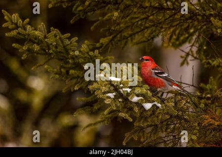 Ein flacher Fokus eines roten Pine grosbeak Vogels, der auf einem Kiefernzweig thront Stockfoto