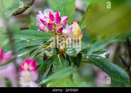 Wunderschöne rosa und weiße Rhododendron-Knospen entlang des Appalachian Trail bei Mountain Crossings / Walasi-Yi in den Nordost-Georgia-Bergen. (USA) Stockfoto