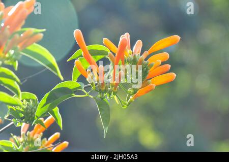 PYROSTEGIA IGNEA SYN P. IGNEA, BIGNONIA VENUSTA (FLAMMENREBE, BIGNONIA ODER ORANGE BLÜHENDE STEPHANOTIS-REBE, FLAMMENREBE) Stockfoto