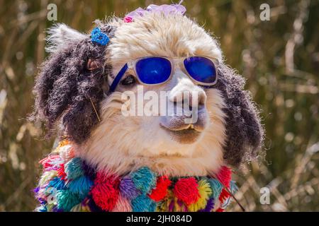 Nahaufnahme von Fashion Llama mit Sonnenbrille in Peru, Südamerika Stockfoto