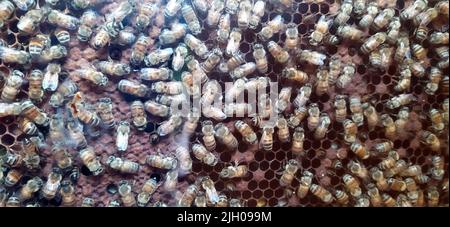 Wilde, süße Bienen produzieren leise Honig in ihrem Bienenstock Stockfoto