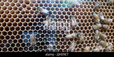 Wilde, süße Bienen produzieren leise Honig in ihrem Bienenstock Stockfoto