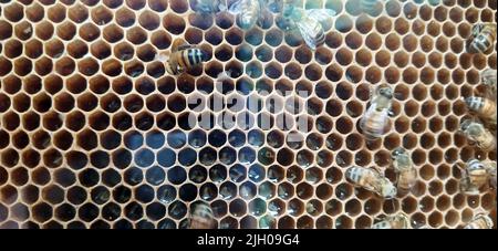 Wilde, süße Bienen produzieren leise Honig in ihrem Bienenstock Stockfoto