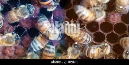 Wilde, süße Bienen produzieren leise Honig in ihrem Bienenstock Stockfoto