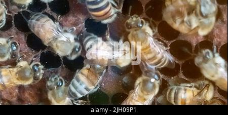 Wilde, süße Bienen produzieren leise Honig in ihrem Bienenstock Stockfoto