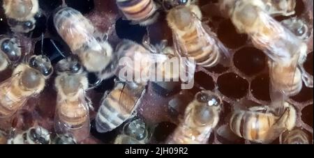 Wilde, süße Bienen produzieren leise Honig in ihrem Bienenstock Stockfoto