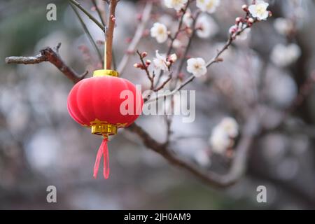 Aus nächster Nähe sehen Sie eine traditionelle rote chinesische Laterne, die auf einem Blumenbaum mit Pflaumenblüten hängt Stockfoto