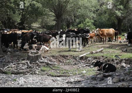 Ankara, Türkei. 13.. Juli 2022. Herde von Kühen gesehen Weiden in Çaml?dere Dorf. Viehweiden im Dorf Çaml in Ankara. Kredit: SOPA Images Limited/Alamy Live Nachrichten Stockfoto