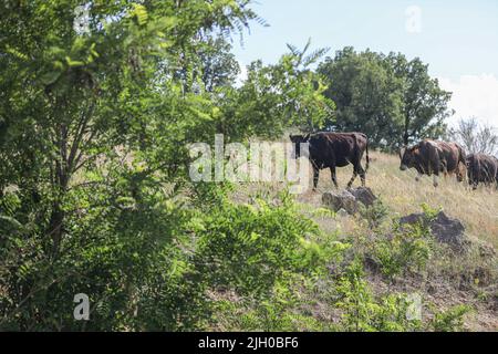 Ankara, Türkei. 13.. Juli 2022. Herde von Kühen gesehen Weiden in Çaml?dere Dorf. Viehweiden im Dorf Çaml in Ankara. Kredit: SOPA Images Limited/Alamy Live Nachrichten Stockfoto