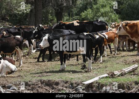 Ankara, Türkei. 13.. Juli 2022. Herde von Kühen gesehen Weiden in Çaml?dere Dorf. Viehweiden im Dorf Çaml in Ankara. Kredit: SOPA Images Limited/Alamy Live Nachrichten Stockfoto