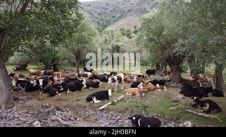 Ankara, Türkei. 13.. Juli 2022. Herde von Kühen gesehen Weiden in Çaml?dere Dorf. Viehweiden im Dorf Çaml in Ankara. Kredit: SOPA Images Limited/Alamy Live Nachrichten Stockfoto